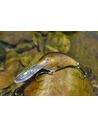 Воблер Rapala - Shad Dancer 5 - Rapala - Воблери - 4