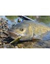 Воблер Salmo - Minnow 50 S - Salmo - Воблери - 3