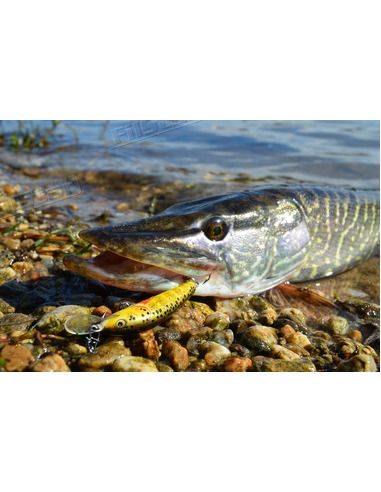 Воблер Salmo - Minnow 60 S - Salmo - Воблери - 4 Воблер Salmo - Minnow 60 S - Salmo - Воблери - 4