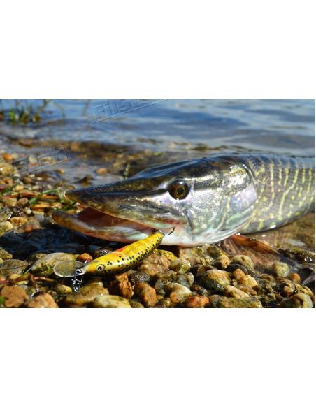 Воблер Salmo - Minnow 70 S - Salmo - Воблери - 4 Воблер Salmo - Minnow 70 S - Salmo - Воблери - 4